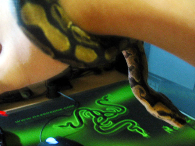 snake.jpg